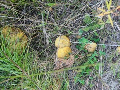 Suillus sibiricus