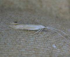 Coleophora