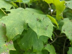 Vasates aceriscrumena