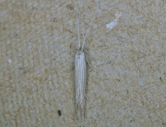 Coleophora