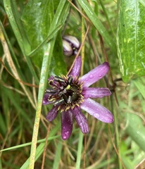 Passiflora andreana