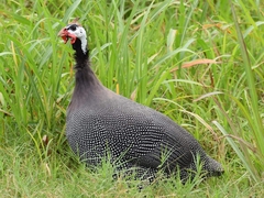 Numida meleagris domesticus