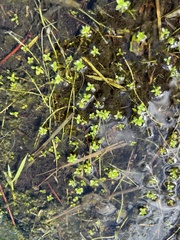 Micranthemum glomeratum