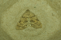 Idia concisa