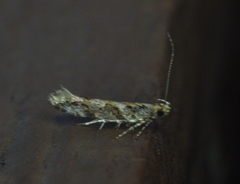 Aristotelia rubidella