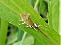 Ypsolopha lucella