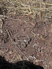Crotalus oreganus oreganus