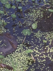 Hydrocotyle ranunculoides