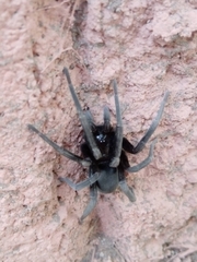 Kukulcania arizonica