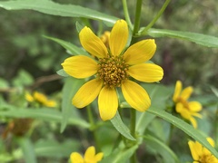 Bidens aristosa