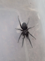 Kukulcania arizonica