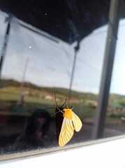 Pseudischnocampa nervosa