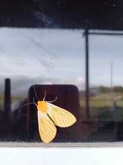 Pseudischnocampa nervosa