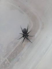 Kukulcania arizonica