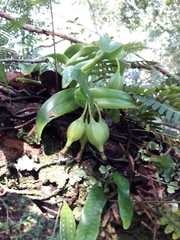 Epidendrum difforme