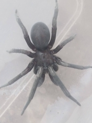 Kukulcania arizonica