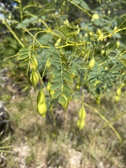 Sesbania vesicaria