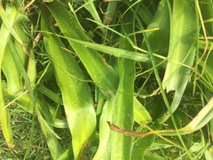Furcraea andina