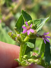 Cuphea carthagenensis