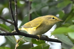 Phylloscopus sibilatrix