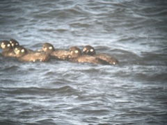 Histrionicus histrionicus