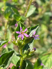 Cuphea carthagenensis