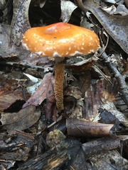 Leratiomyces squamosus