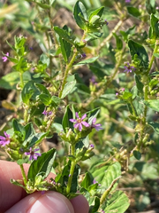 Cuphea carthagenensis