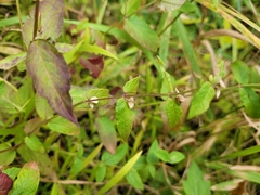 Scutellaria galericulata
