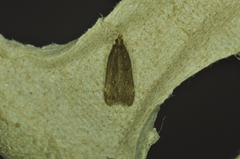 Dichomeris juncidella