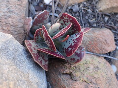 Adromischus triflorus