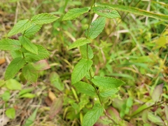 Scutellaria galericulata
