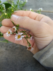 Symphyotrichum pilosum