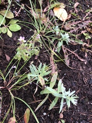 Gentianella amarella