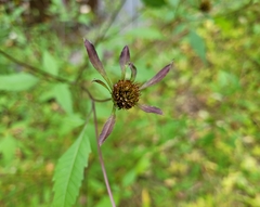 Bidens vulgata