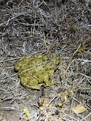Anaxyrus boreas halophilus