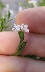 Symphyotrichum pilosum