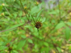 Bidens vulgata