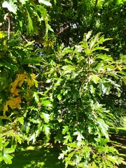 Quercus cerris
