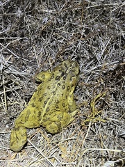 Anaxyrus boreas halophilus
