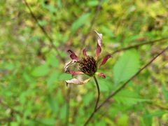 Bidens vulgata