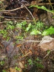 Rhizomnium punctatum