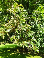 Quercus cerris