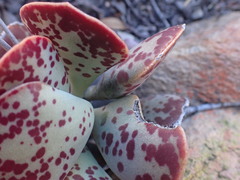 Adromischus triflorus