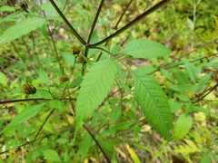 Bidens vulgata