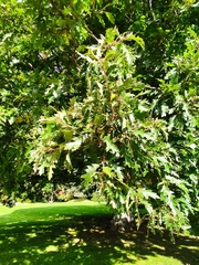 Quercus cerris