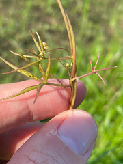 Ipomoea heptaphylla