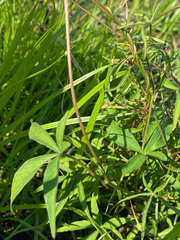 Ipomoea heptaphylla
