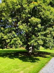 Quercus cerris