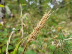 Elymus virginicus